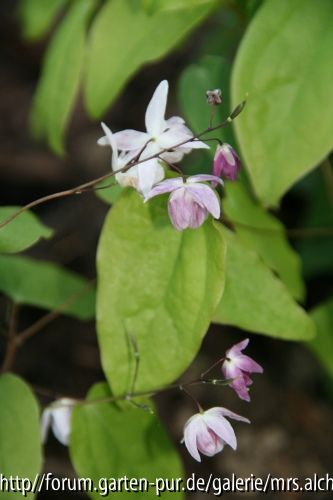 Epimedium Sasaki