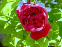 Rose de Resht Knospe 2011