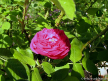 Rose de Resht 1-2011