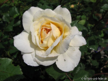 Crocus Rose 2-2011