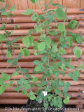 Desmodium tillifolium var. alba