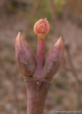 Staphylea pinnata winterknospe