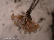 viburnum farreri (v. fragrans)