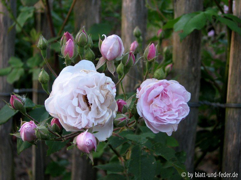 Blush Noisette 1-2011