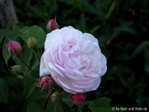 Blush Noisette 2-2011