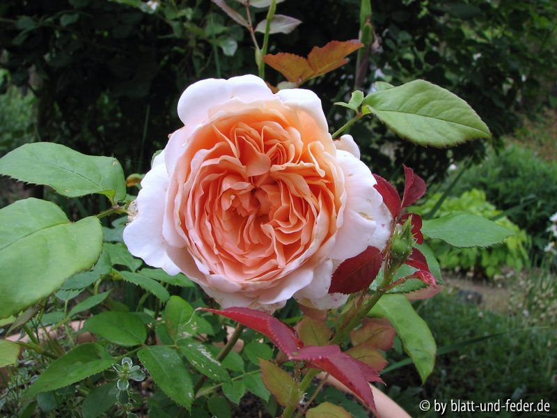 Ambridge Rose 1-2011