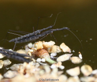 Stelzfuß oder Teichläufer (Hydrometra stagnorum)