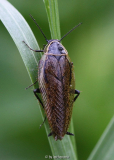 Gemeine Waldschabe (Ectobius lapponicus)