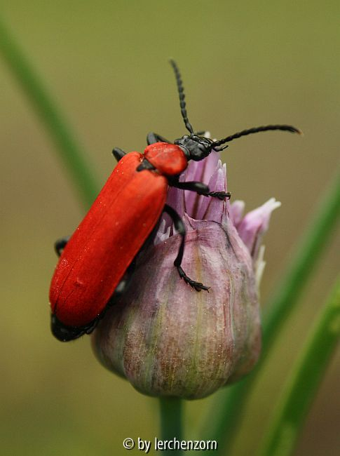 Feuerkäfer (Pyrochroa coccinea)