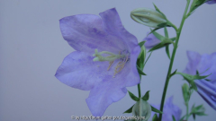 Campanula persicifolia Cornish Mist