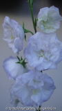 Campanula persicifolia Sommerhimmel