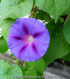 ipomoea.jpg