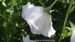 Campanula Sommerhimmel,06