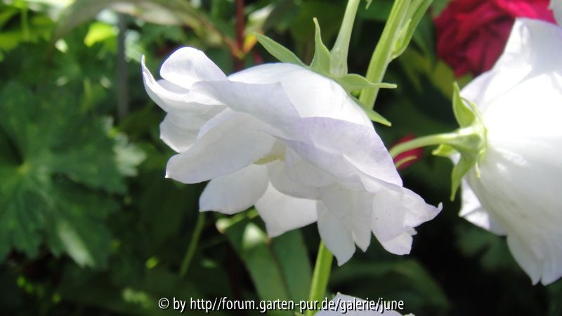 Campanula Sommerhimmel,05