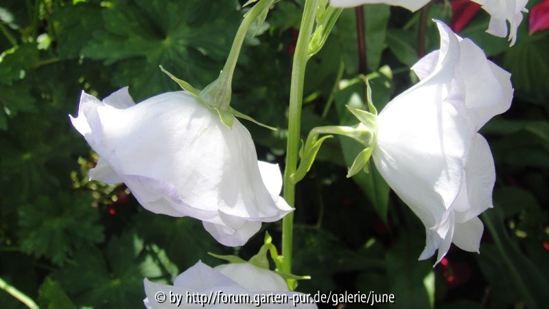 Campanula Sommerhimmel 03