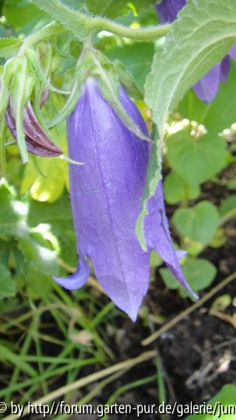 Campanula Sarastro