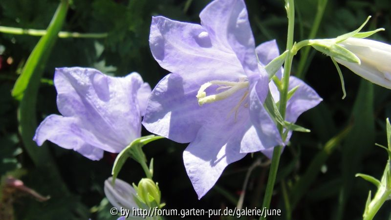 Campanula Cornish Mist