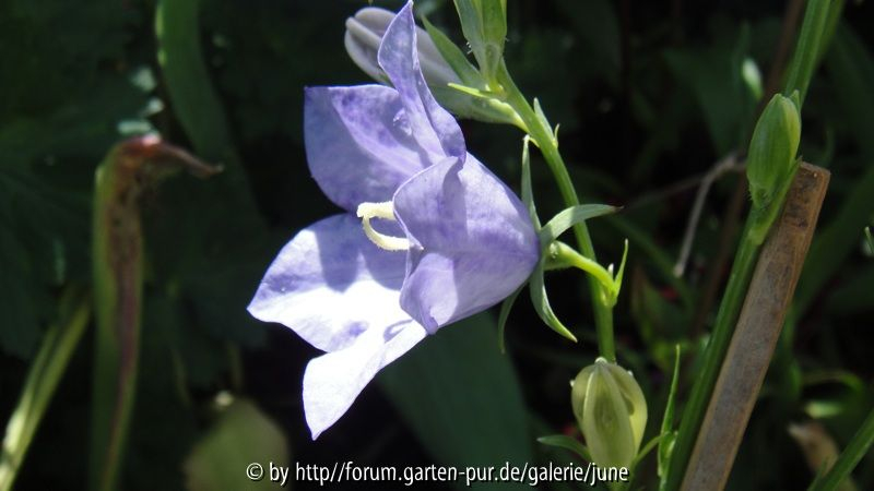 Campanula Cornish Mist 03