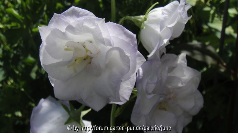 Campanula Sommerhimmel,07