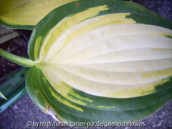 Hosta Orange Marmalade HVX-3