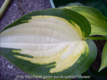 Hosta Orange Marmalade HVX-2