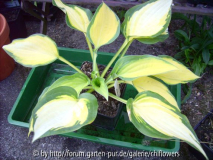 Hosta Orange Marmalade HVX-5