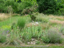 Stipa gigantea