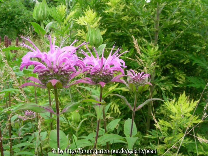 Monarda Mohikaner