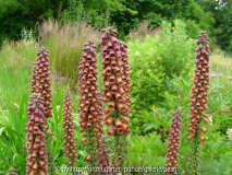 Digitalis parviflora