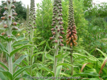 Digitalis ferruginea