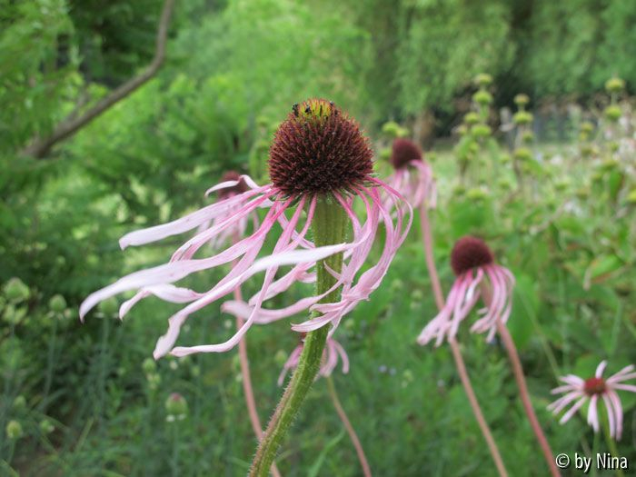 Südbeet Echinacea Juni 2011