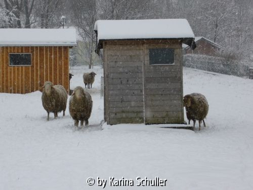 Schafe im Schnee