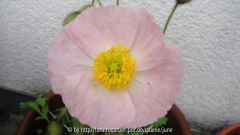 Islandmohn 04