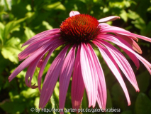 Echinacea pallida?