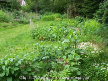 Gemüsegarten im Juli 2011