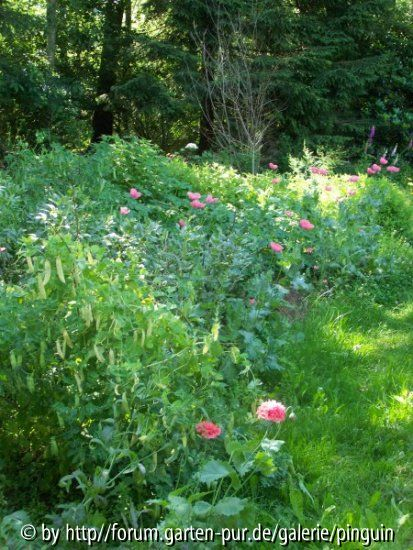 Gemüsegarten mit Mohn