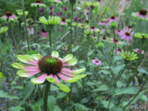 Echinacea 'Green Envy', Allium sphaeroce