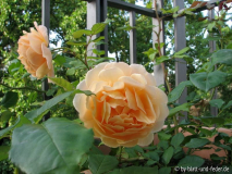 Crown Princess Margareta 1