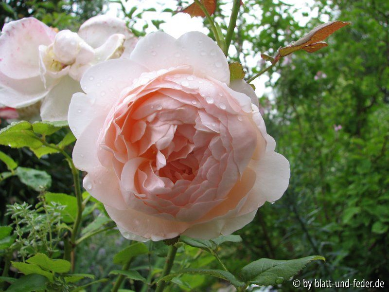 Ambridge Rose Juli 2011-2