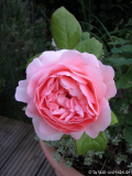 Ambridge Rose Juli 2011-1