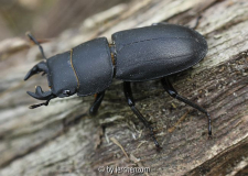 Balkenschröter (Dorcus parallelipipedus)