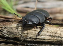 Balkenschröter (Dorcus parallelipipedus)