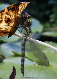 Blaugrüne Mosaikjungfer (Aeshna cyanea)