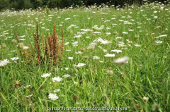 2.Blumenwiese 26