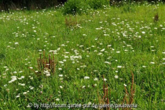 2.Blumenwiese 19