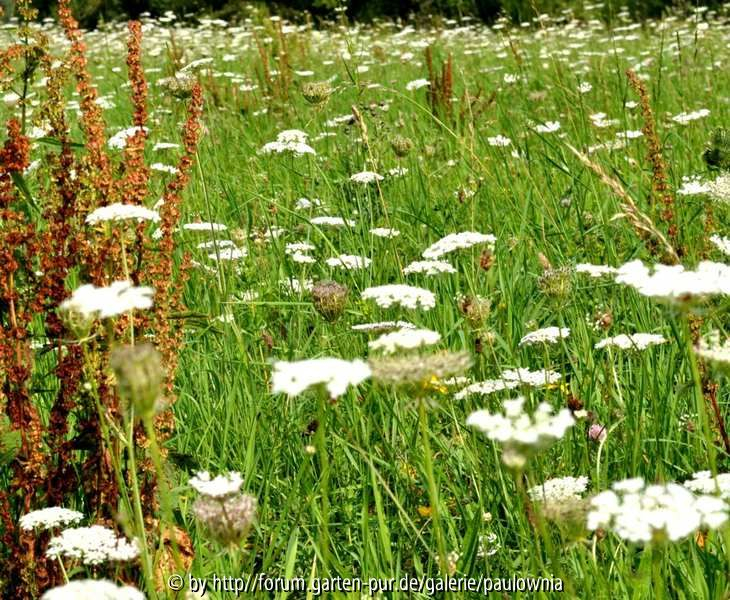 2.Blumenwiese 33