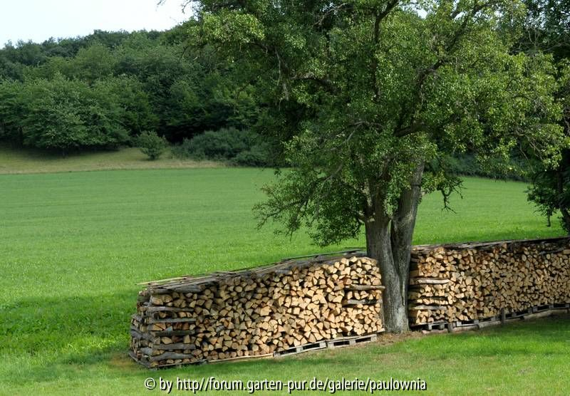 Holz 02