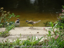 Teich im Rosenpark