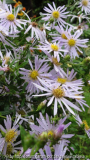 Aster unbekannt