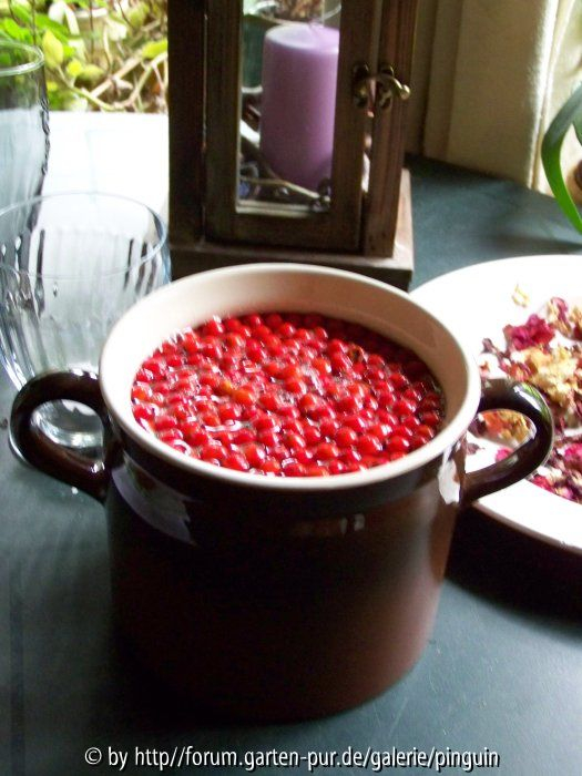 Vogelbeeren in Essigwasser